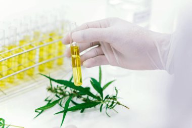 Laboratuvardaki bilim adamı bir marihuana bitkisinden çıkarılan cbd yağını test ediyor. Tıbbi esrar kaynaklı sağlık eczanesi.