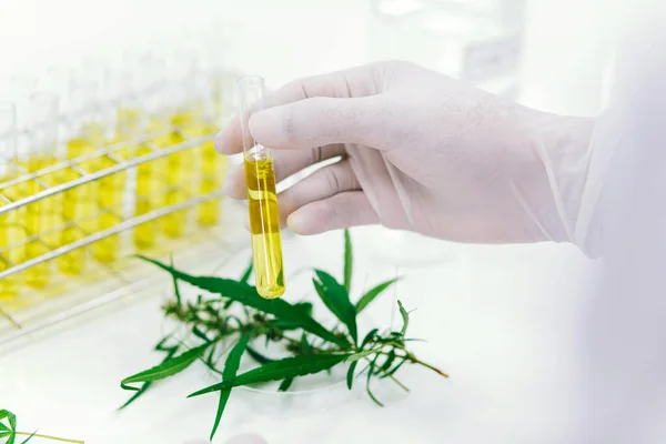 scientist in laboratory testing cbd oil extracted from a marijuana plant. Healthcare pharmacy from medical cannabis.