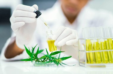 Laboratuvardaki bilim adamı bir marihuana bitkisinden çıkarılan cbd yağını test ediyor. Tıbbi esrar kaynaklı sağlık eczanesi.