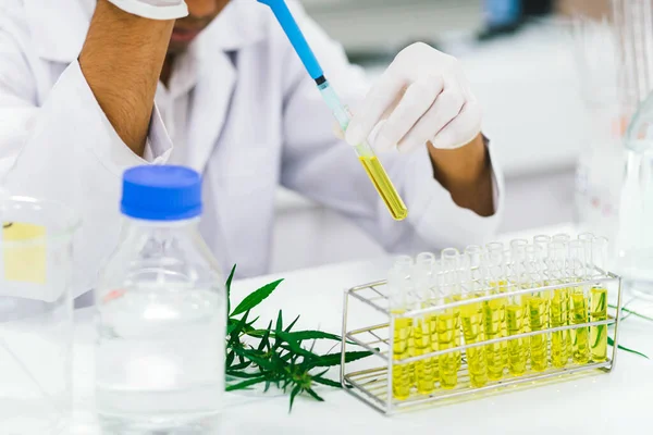 scientist in laboratory testing cbd oil extracted from a marijuana plant.  Healthcare pharmacy from medical cannabis.