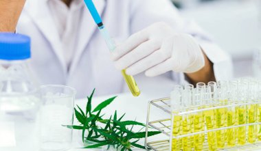 Laboratuvardaki bilim adamı bir marihuana bitkisinden çıkarılan cbd yağını test ediyor. Tıbbi esrar kaynaklı sağlık eczanesi.