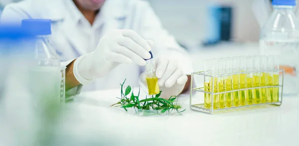 마리화나 공장에서 Cbd 기름을 실험하는 과학자들 의료용 — 스톡 사진