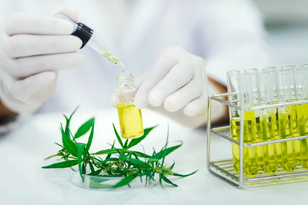Laboratuvardaki bilim adamı bir marihuana bitkisinden çıkarılan cbd yağını test ediyor. Tıbbi esrar kaynaklı sağlık eczanesi.