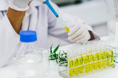 Laboratuvardaki bilim adamı bir marihuana bitkisinden çıkarılan cbd yağını test ediyor. Tıbbi esrar kaynaklı sağlık eczanesi.