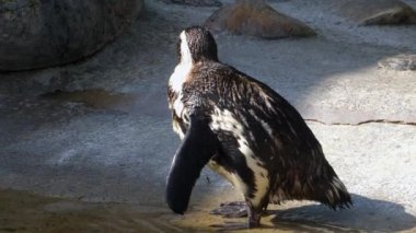 Kakasını yapan penguene yaklaş.