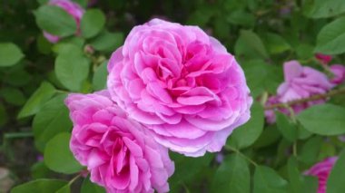 Pembe gülün etrafını çevirin..