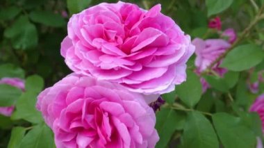 Pembe gülün etrafını çevirin..
