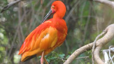 Kırmızı Ibis 'in bir dala oturduğu yeri kapat