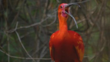 Kırmızı Ibis 'in bir dala oturduğu yeri kapat