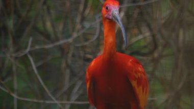 Kırmızı Ibis 'in bir dala oturduğu yeri kapat