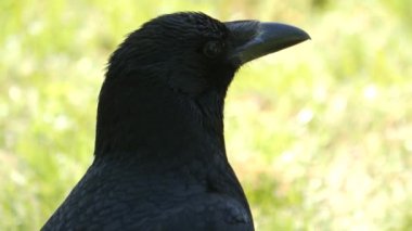 Kuzgun kafanın arkasını dönüyor.