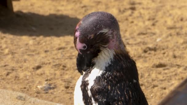 Cierre Limpieza Pingüinos Mismo — Vídeos de Stock
