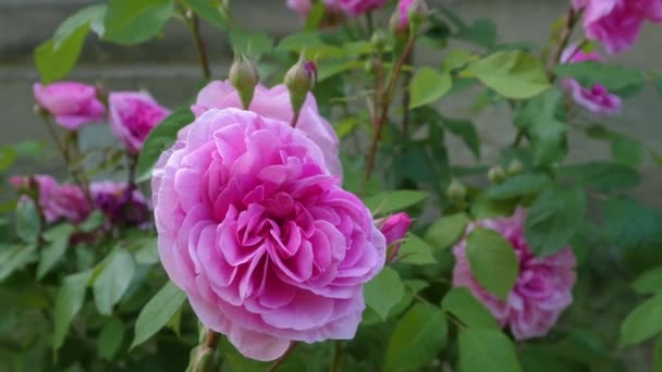 Κοντινό Πλάνο Του Ροζ Τριαντάφυλλου Τηγάνι Γύρω Από Αυτό — Αρχείο Βίντεο