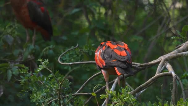 Close Van Scharlaken Ibis Zittend Een Tak — Stockvideo