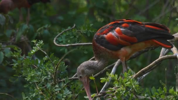 坐在树枝上的朱红色Ibis的近照 — 图库视频影像