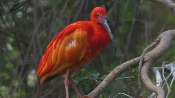 Gros Plan Ibis Écarlate Assis Sur Une Branche — Video