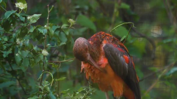 Detailní Záběr Šarlatových Ibis Sedících Větvi — Stock video