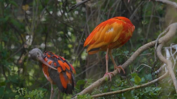 Großaufnahme Von Zwei Scharlachroten Ibis Die Auf Einem Ast Sitzen — Stockvideo