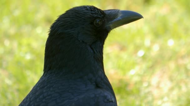 Närbild Korp Huvudet Vänder — Stockvideo