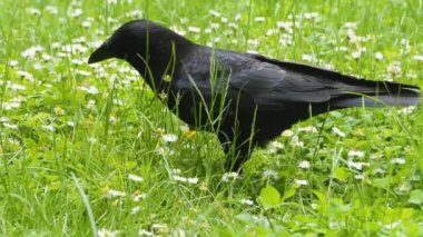 Kuzgunlara yakın, yiyecek topluyor.
