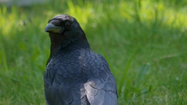 Close Raven Head Turning — Stock Video