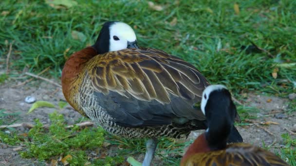 Gros Plan Beau Canard Reposant Sur Une Jambe — Video