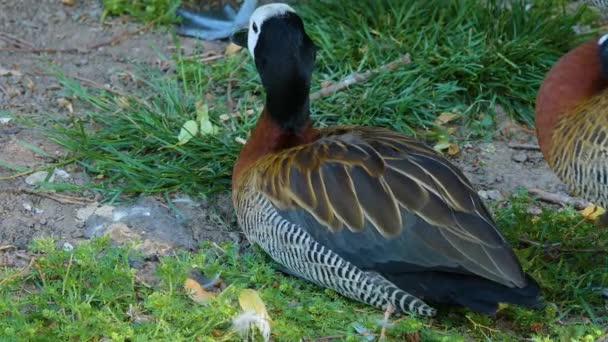 Cierre Hermosos Patos Descansados Suelo — Vídeos de Stock