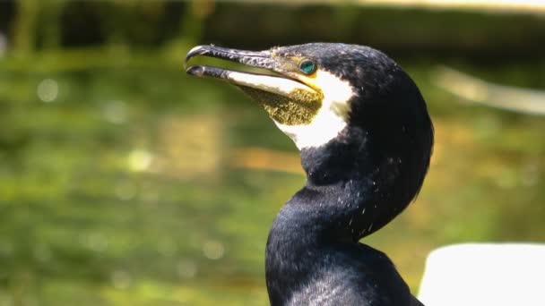 Close Cormorant Head Strong Breathing — Stock Video