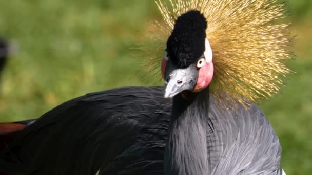 Close Head Crowned Crane Looking — Stock Video