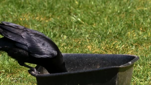 Nahaufnahme Von Raben Die Sich Aus Einer Schüssel Ernähren — Stockvideo