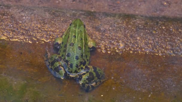 Close Frog Swimming Water — Stock Video