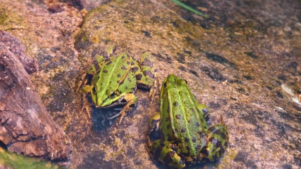 Close Frogs Tree Log — Stock Video