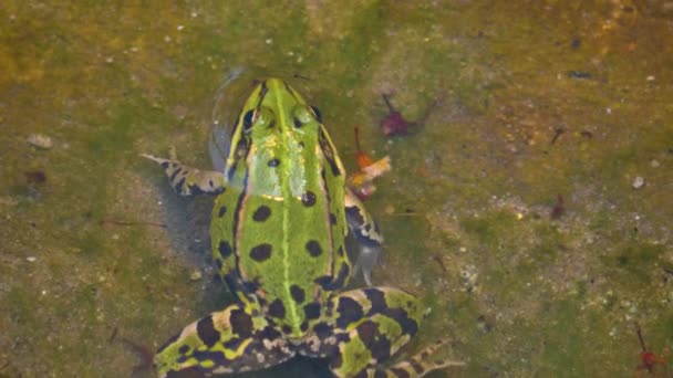 青蛙在水里游泳的特写镜头 — 图库视频影像