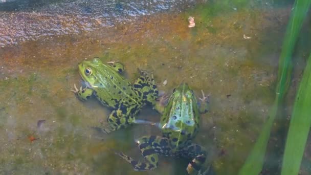 青蛙在水里游来游去 把它吹来吹去 — 图库视频影像