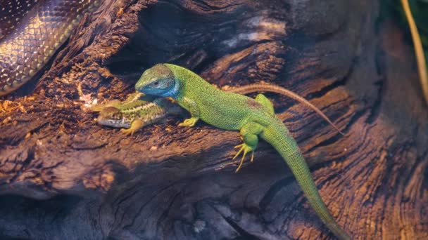 Gros Plan Deux Lézards Sur Une Bûche Déplaçant — Video