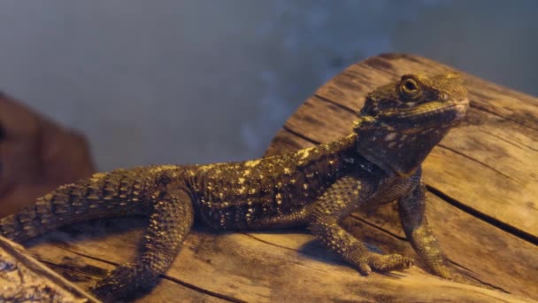 Close Brown Lizard Log Breathing Looking — Stock Video