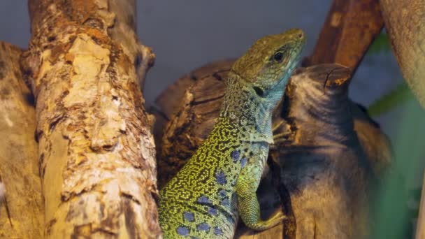 靠近一只绿色的蜥蜴在木头上呼吸 环顾四周 — 图库视频影像