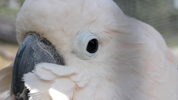 Fehér Kakadu Papagájfej Közelről Körülnéz — Stock videók