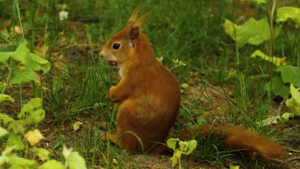 Närbild Orange Ekorre Som Håller Hasselnöt Munnen — Stockvideo