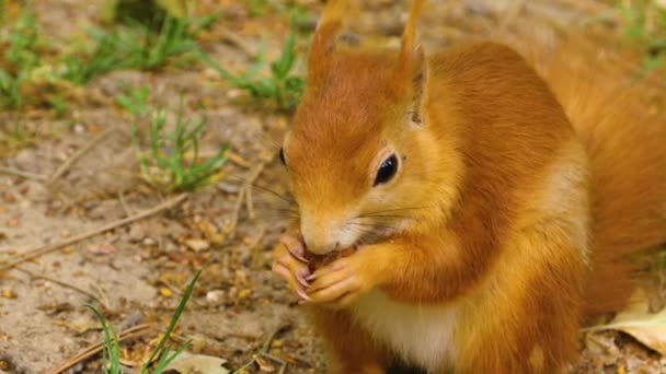 Close Orange Squirrel Eating Hazelnut — Stock Video
