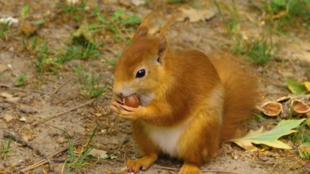 Close Orange Squirrel Eating Hazelnut — Stock Video