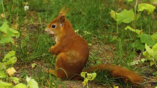 Close Orange Squirrel Holding Hazelnut Mouth — Stock Video