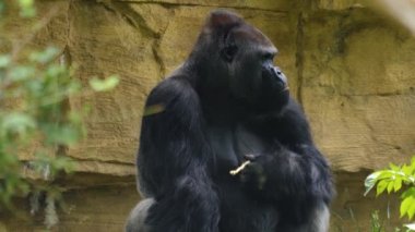 Yaklaş. Goril bir sopa çiğniyor ve oturuyor.