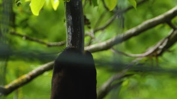 Κοντινό Πλάνο Του Okapi Τέντωμα Γλώσσα Για Τρόφιμα Μέχρι — Αρχείο Βίντεο