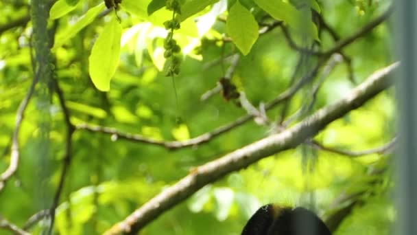 Gros plan de la langue Okapi étirant pour la nourriture.