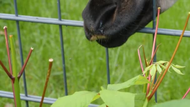 Feche Língua Okapi Esticando Para Comida Para Lado — Vídeo de Stock