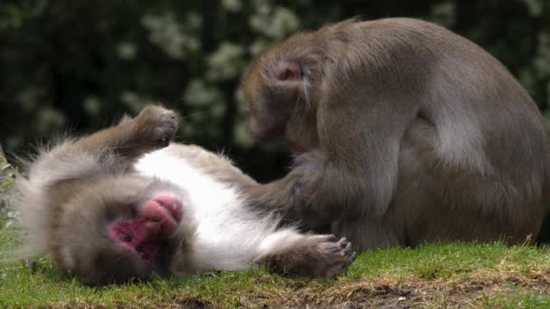 Detailní Záběr Dvou Japonských Macaque Péče Sebe Navzájem — Stock video