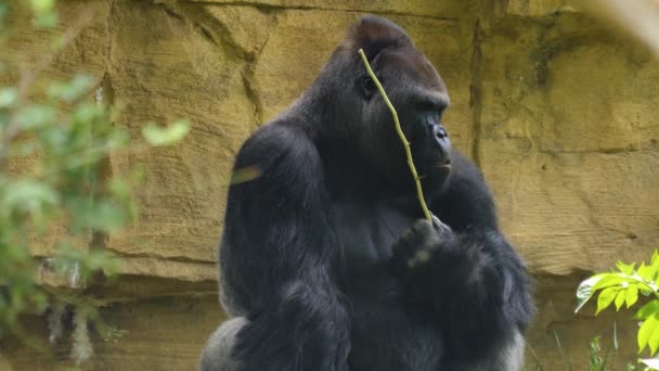 Nahaufnahme Gorilla Spielt Mit Einem Stock Und Läuft Davon — Stockvideo