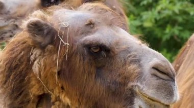 Kahverengi deveye yakın, dromedhead etrafa bakıyor.
