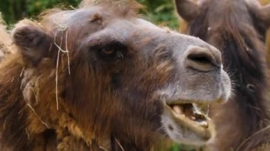 Kahverengi deveye yakın, dromedhead etrafa bakıyor.